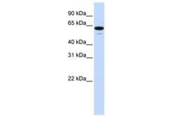 ZNF655 antibody  (C-Term)