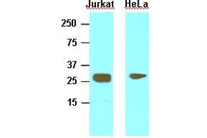 Western Blotting (WB) image for anti-High Mobility Group Box 1 (HMGB1) (AA 1-215) antibody (ABIN377210) (HMGB1 antibody  (AA 1-215))