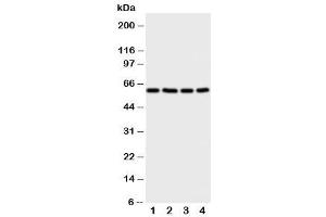 Western blot testing of RIP2 antibody and Lane 1:  A549 (RIP2 antibody  (C-Term))