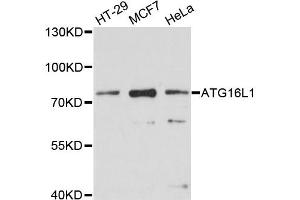 Western blot analysis of extracts of various cell lines, using ATG16L1 antibody. (ATG16L1 antibody)