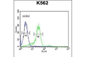 Flow cytometric analysis of K562 cells (right histogram) compared to a negative control cell (left histogram). (Enamelin antibody  (C-Term))