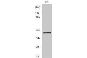 Western Blotting (WB) image for anti-Caspase 9, Apoptosis-Related Cysteine Peptidase (CASP9) (Ser203) antibody (ABIN3183675) (Caspase 9 antibody  (Ser203))