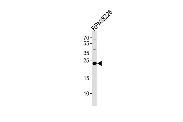 CD3G antibody  (N-Term)