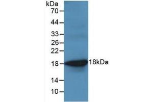 Detection of Recombinant TNFa, Ovine using Monoclonal Antibody to Tumor Necrosis Factor Alpha (TNFa) (TNF alpha antibody  (AA 78-234))