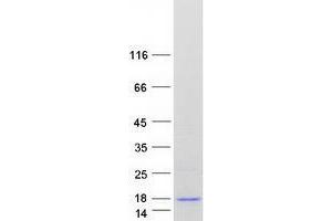 Validation with Western Blot (ZNF706 Protein (Transcript Variant 3) (Myc-DYKDDDDK Tag))