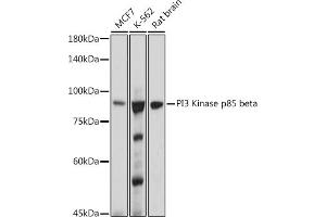 PIK3R2 antibody