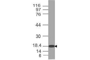 Image no. 1 for anti-High Mobility Group Box 3 (HMGB3) antibody (ABIN5027729) (HMGB3 antibody)