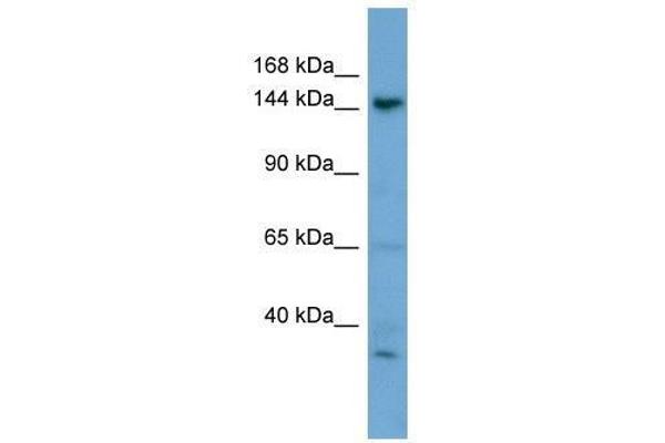 GNPTAB antibody  (N-Term)