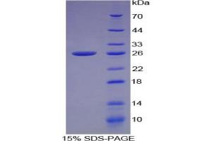 SDS-PAGE analysis of Mouse Connexin 43 Protein. (Connexin 43/GJA1 Protein)