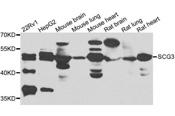 SCG3 antibody  (AA 199-468)