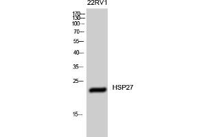 Western Blotting (WB) image for anti-Heat Shock 27kDa Protein 1 (HSPB1) (Ser15) antibody (ABIN5956880) (HSP27 antibody  (Ser15))