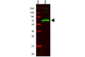 Image no. 1 for anti-Albumin (ALB) antibody (ABIN293398) (Albumin antibody)