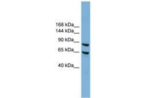 EXOC6 antibody  (N-Term)