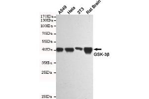 Western blot analysis of extracts from A549, Hela, 3T3 and Rat Brain cell lysates using GSK-3β mouse mAb(1:1000 diluted). (GSK3 beta antibody)
