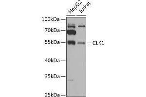 Western blot analysis of extracts of various cell lines, using CLK1 antibody (ABIN6129243, ABIN6138730, ABIN6138732 and ABIN6222614) at 1:1000 dilution. (CLK1 antibody  (AA 1-130))