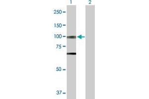 Western Blot analysis of OPA1 expression in transfected 293T cell line by OPA1 MaxPab polyclonal antibody. (OPA1 antibody  (AA 1-960))