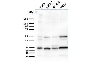 Western Blotting (WB) image for anti-Secretoglobin, Family 2A, Member 2 (SCGB2A2) antibody (ABIN6940039)