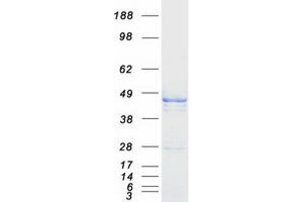 CBWD1 Protein (Transcript Variant 1) (Myc-DYKDDDDK Tag)