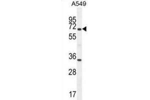 Western Blotting (WB) image for anti-Clusterin (CLU) antibody (ABIN2995931) (Clusterin antibody)