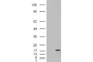 Western Blotting (WB) image for Fatty Acid Binding Protein 2, Intestinal (FABP2) peptide (ABIN368987) (Fatty Acid Binding Protein 2, Intestinal (FABP2) Peptide)
