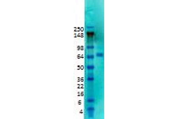 KCND2 antibody  (Extracellular Domain)