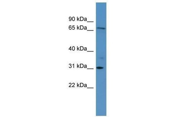 RGL3 antibody  (Middle Region)