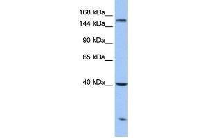 WB Suggested Anti-CPD Antibody Titration: 0. (CPD antibody  (N-Term))