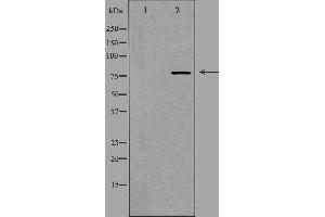 Western blot analysis of extracts from HT-29 cells using NCBP1 antibody. (NCBP1 antibody  (N-Term))
