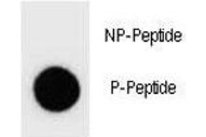 Dot blot analysis of phospho-PTEN antibody. (PTEN antibody  (pTyr68))