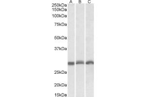 AP21301PU-N PSMA4 antibody staining of NIH3T3 (A), Mouse Spleen (B), Rat Spleen (C)) lysates at 0. (PSMA4 antibody  (Internal Region))