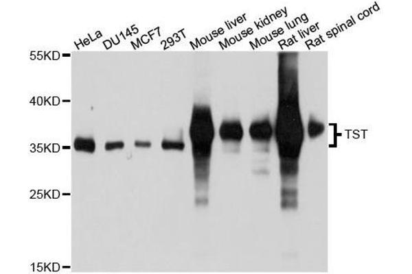 TST antibody  (AA 1-297)