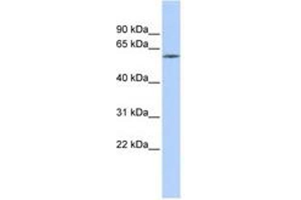 ZNF205 antibody  (C-Term)