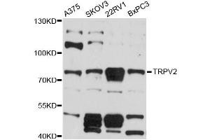 Western blot analysis of extracts of various cell lines, using TRPV2 antibody (ABIN6291006) at 1:3000 dilution. (TRPV2 antibody)