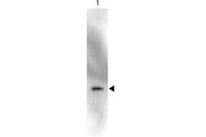 Image no. 1 for anti-Green Fluorescent Protein (GFP) antibody (HRP) (ABIN1101746) (GFP antibody  (HRP))