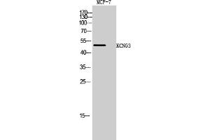 Western Blot analysis of MCF-7 cells using KCNG3 Polyclonal Antibody. (KCNG3 antibody  (AA 160-240))