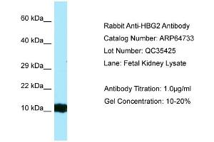 Western Blotting (WB) image for anti-Hemoglobin, gamma G (HBG2) (Middle Region) antibody (ABIN970857) (HBG2 antibody  (Middle Region))