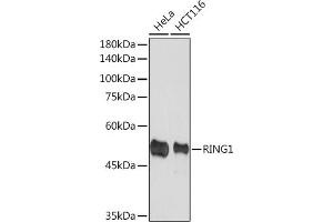 Western blot analysis of extracts of various cell lines, using RING1A Rabbit mAb (ABIN7270051) at 1:1000 dilution. (RING1 antibody)