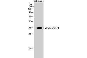 Western Blot analysis of rat-musle cells using Cytochrome c1 Polyclonal Antibody diluted at 1:500. (Cytochrome C1 antibody  (AA 110-190))