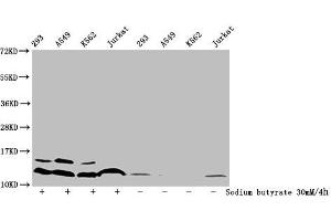Western Blot Detected samples: 293 whole cell lysate, A549 whole cell lysate, K562 whole cell lysate, Jurkat whole cell lysate, Untreated (-) or treated (+) with 30 mM sodium butyrate for 4h All lanes: HIST1H4A antibody at 1:100 Secondary Goat polyclonal to rabbit IgG at 1/50000 dilution Predicted band size: 12 kDa Observed band size: 12 kDa (HIST1H4A antibody  (acLys20))