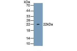 Detection of Recombinant TNFa, Bovine using Monoclonal Antibody to Tumor Necrosis Factor Alpha (TNFa) (TNF alpha antibody  (AA 71-234))
