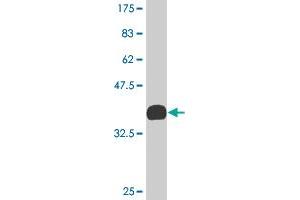 Western Blot detection against Immunogen (35. (KLF2 antibody  (AA 263-350))