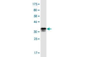 Western Blot detection against Immunogen (36. (CSPG5 antibody  (AA 445-539))