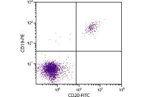 Human peripheral blood lymphocytes were stained with Mouse F(ab’)2 Anti-Human CD20-FITC. (CD20 antibody  (FITC))