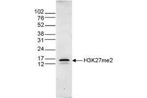 Western Blot of anti-Histone H3 K27 me2 antibody Western Blot results of Rabbit anti-Histone H3 K27 me2 antibody. (HIST1H3A antibody  (H3K27me2))