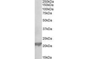 Image no. 1 for anti-Glutathione Peroxidase 1 (GPX1) (AA 11-21) antibody (ABIN1101865) (Glutathione Peroxidase 1 antibody  (AA 11-21))