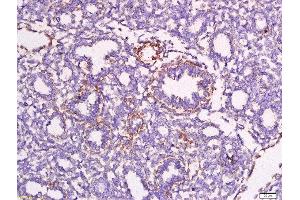 Formalin-fixed and paraffin embedded mouse embryo labeled with Anti-Apolipoprotein A V Polyclonal Antibody, Unconjugated at 1:200 followed by conjugation to the secondary antibody and DAB staining. (APOA5 antibody)