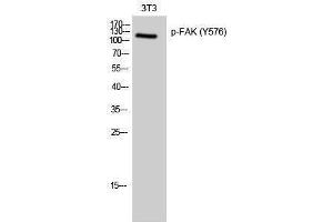 Western Blotting (WB) image for anti-PTK2 Protein tyrosine Kinase 2 (PTK2) (pTyr576) antibody (ABIN3182515) (FAK antibody  (pTyr576))