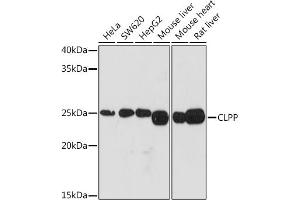 Western blot analysis of extracts of various cell lines, using CLPP Rabbit mAb (ABIN1682296, ABIN3017596, ABIN3017597 and ABIN7101508) at 1:1000 dilution. (CLPP antibody)