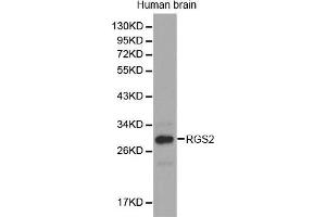 Western Blotting (WB) image for anti-Regulator of G-Protein Signaling 2 (RGS2) (AA 1-211) antibody (ABIN3022561) (RGS2 antibody  (AA 1-211))