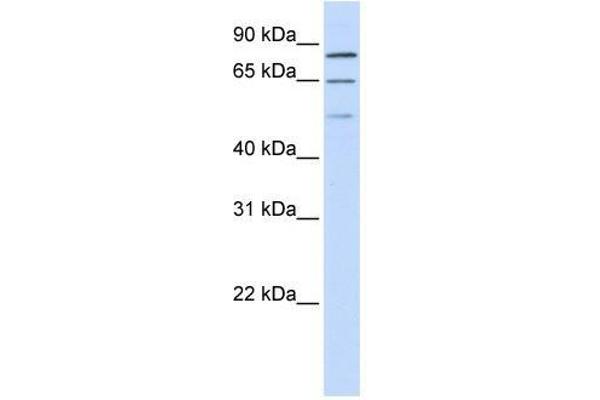 ZNF699 antibody  (N-Term)